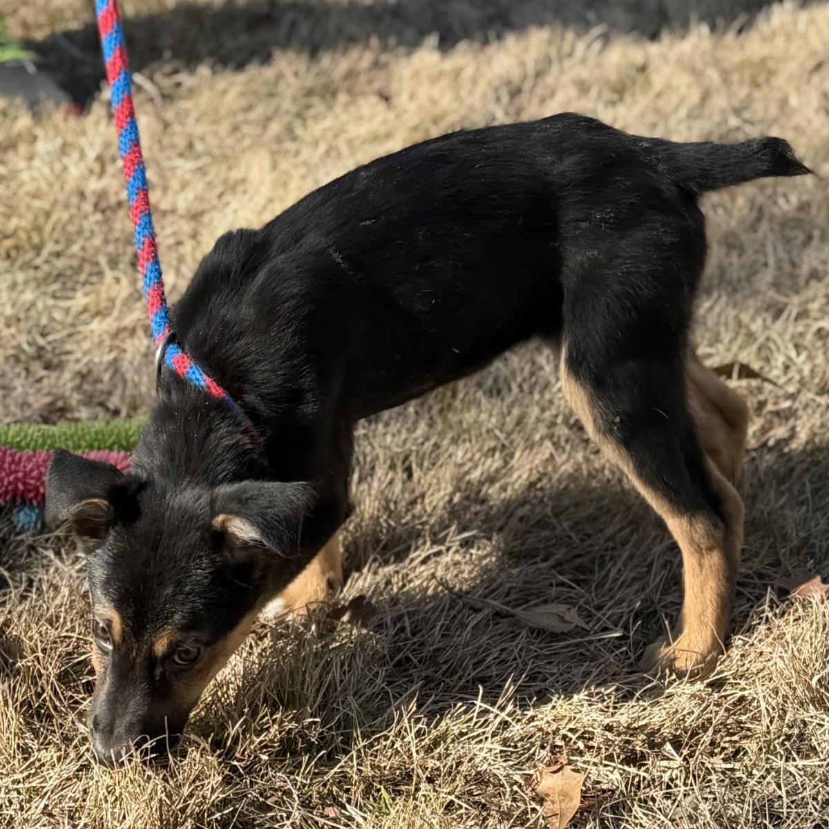 Bridget, a Adoptable Shepherd in Locust Fork, AL image 2/3