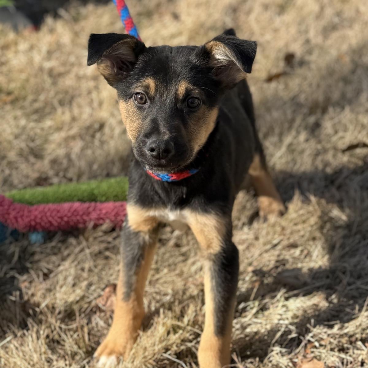 Bridget, a Adoptable Shepherd in Locust Fork, AL image 3/3