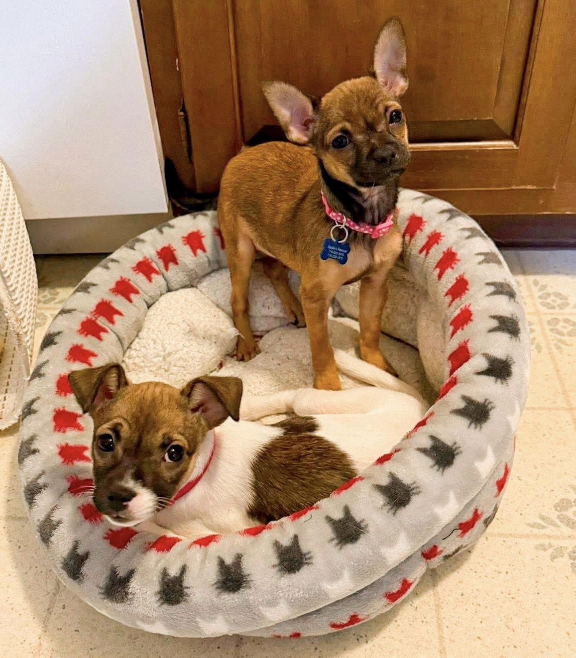 Enlarge Maple, a Adoptable Chihuahua in Springville, NY image 1/3