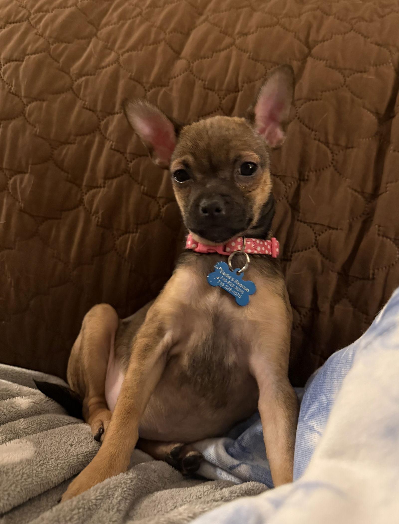 Enlarge Maple, a Adoptable Chihuahua in Springville, NY image 2/3