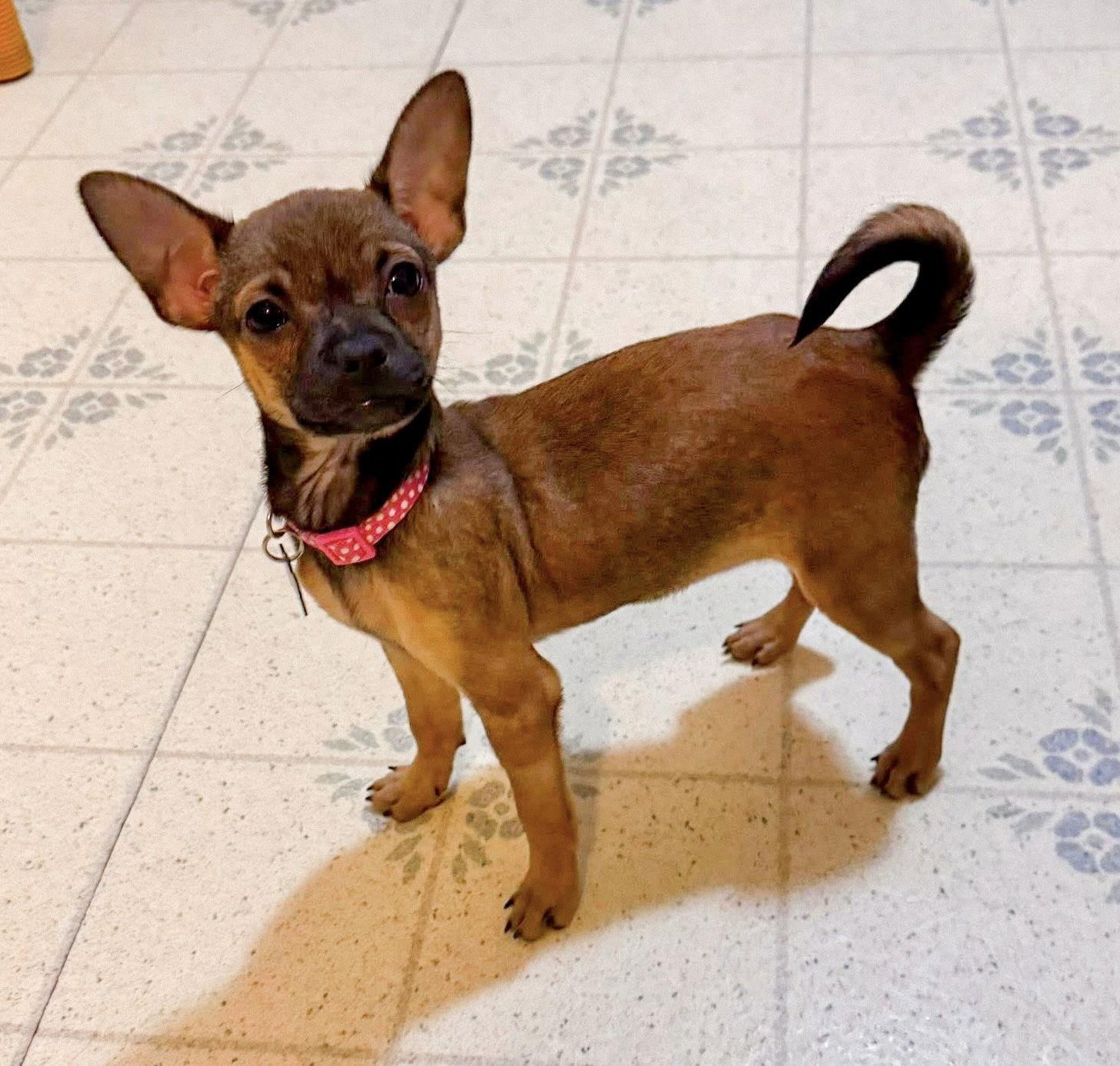 Enlarge Maple, a Adoptable Chihuahua in Springville, NY image 3/3