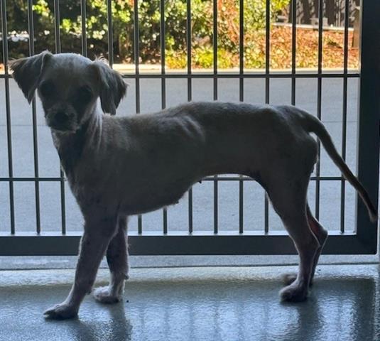 MADISON, Adoptable, Adult Female Yorkshire Terrier & Mixed Breed.