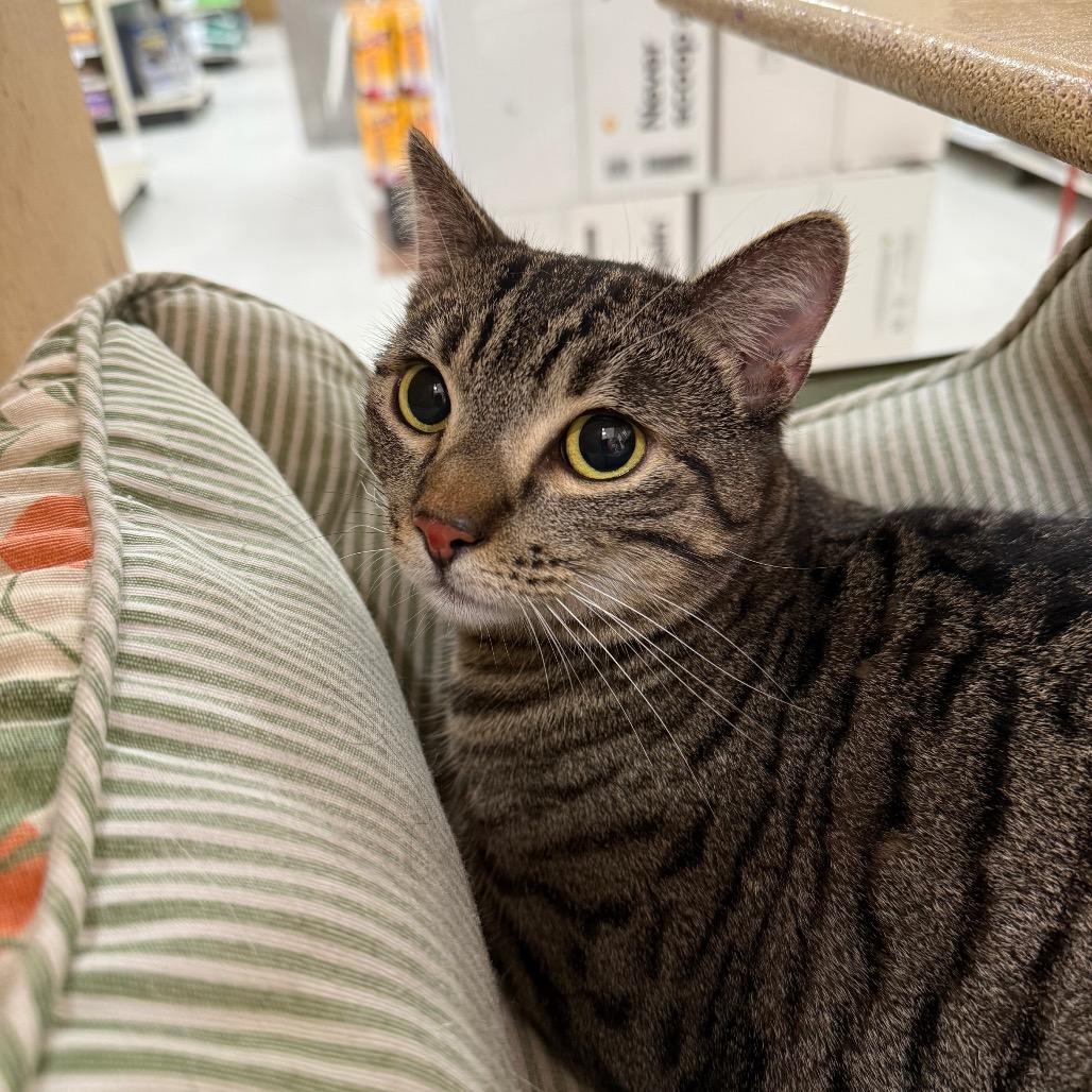 Tita, Adoptable, Adult Female American Shorthair.