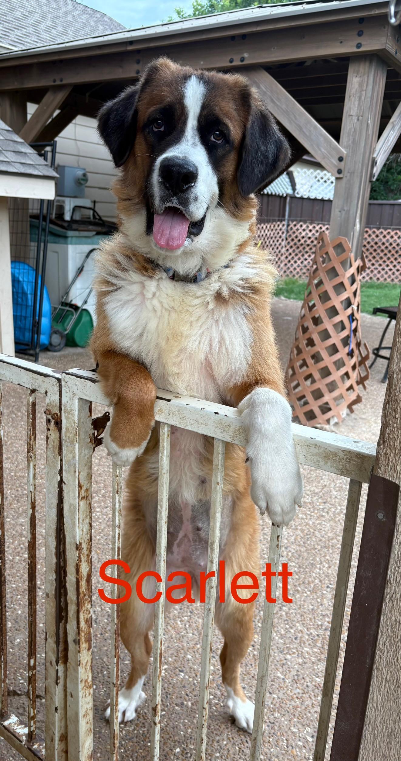 Enlarge Scarlett, a Adoptable Saint Bernard in McKinney, TX image 3/5