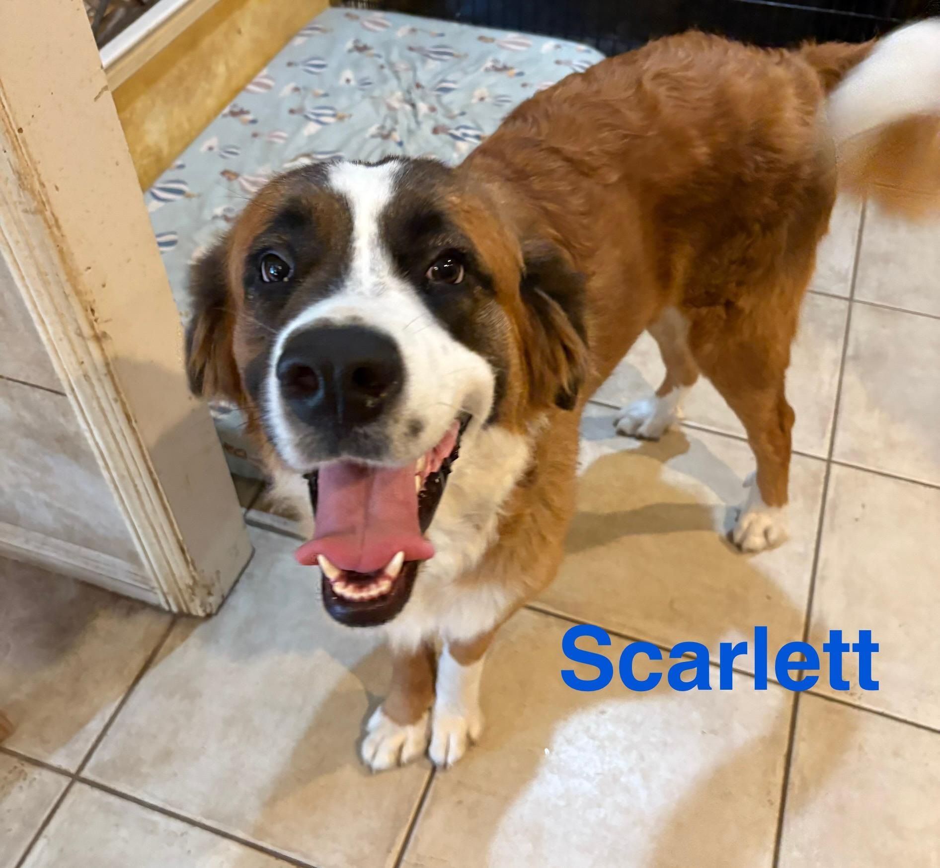 Enlarge Scarlett, a Adoptable Saint Bernard in McKinney, TX image 1/5