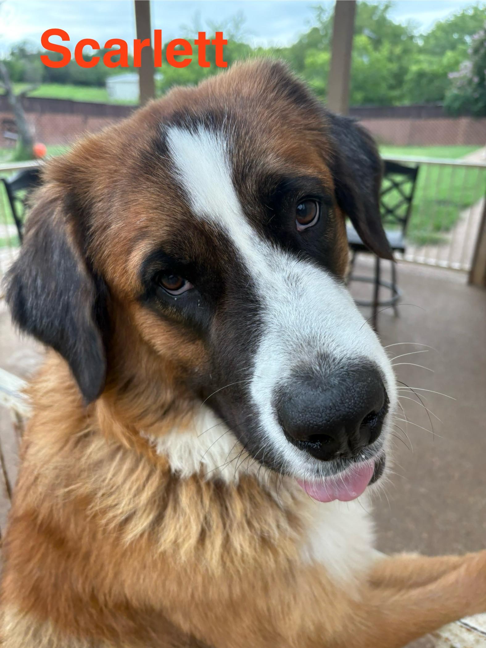 Enlarge Scarlett, a Adoptable Saint Bernard in McKinney, TX image 4/5