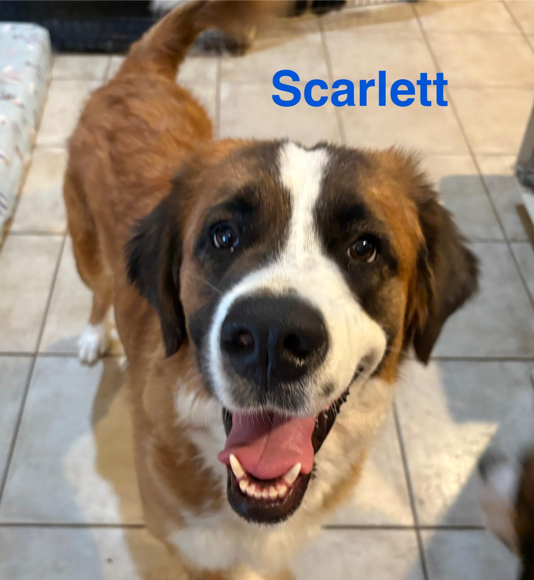 Scarlett thumbnail 5