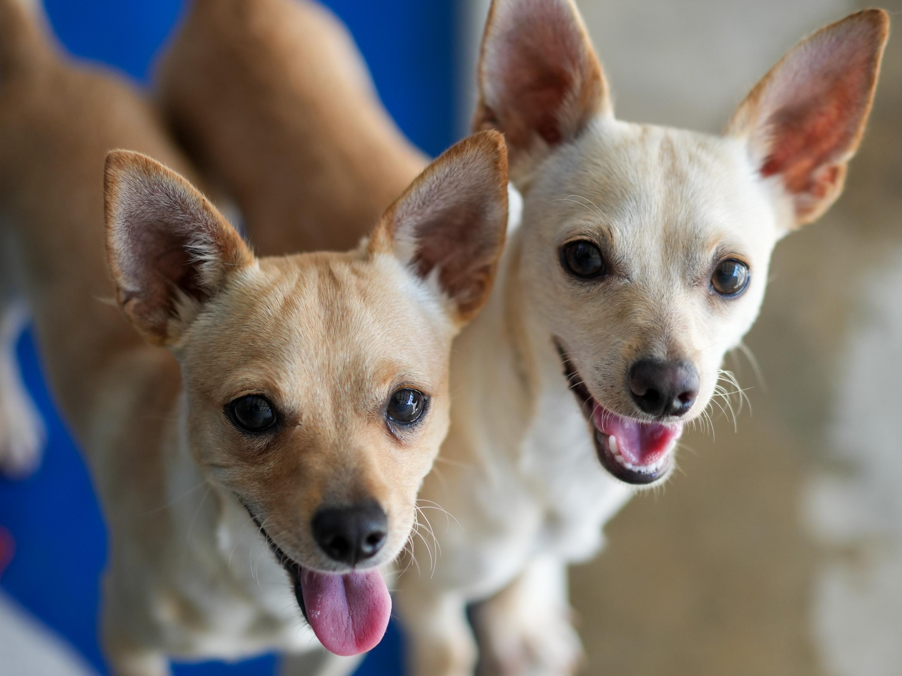 MILO, a Adoptable mixed breed in Fresno, CA image 5/5