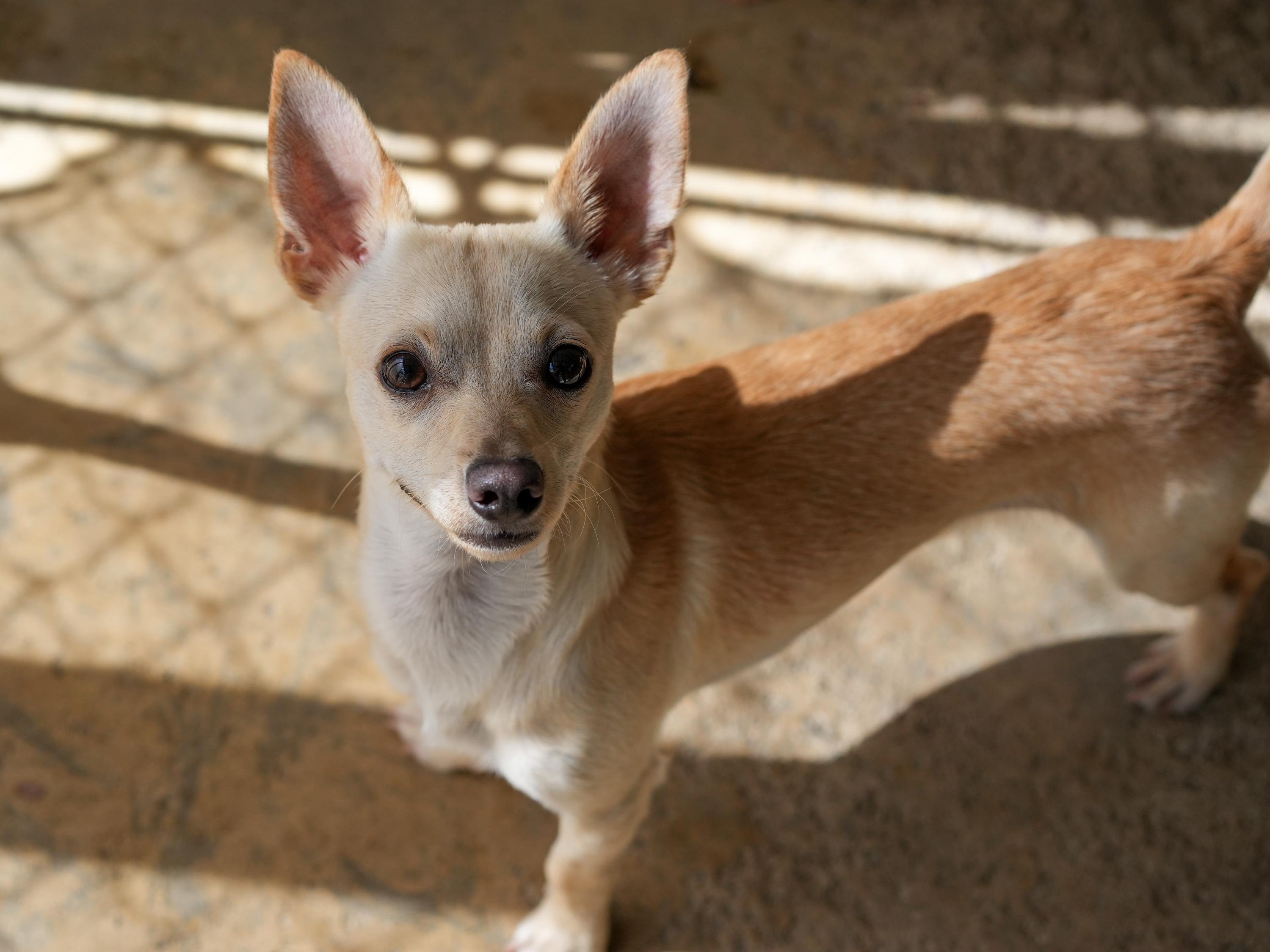 MILO, a Adoptable mixed breed in Fresno, CA image 3/5