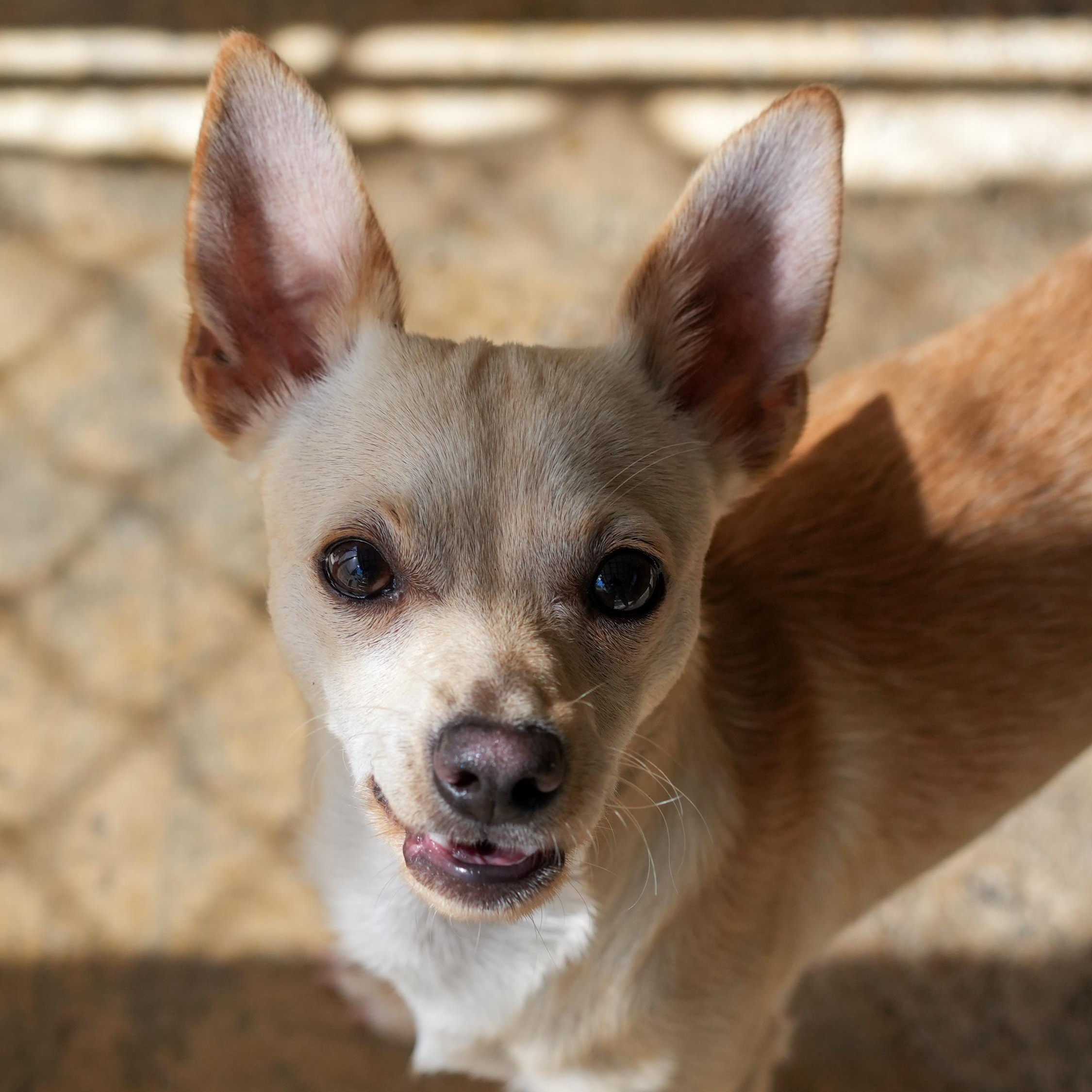 MILO, Adoptable, Adult Male Chihuahua.