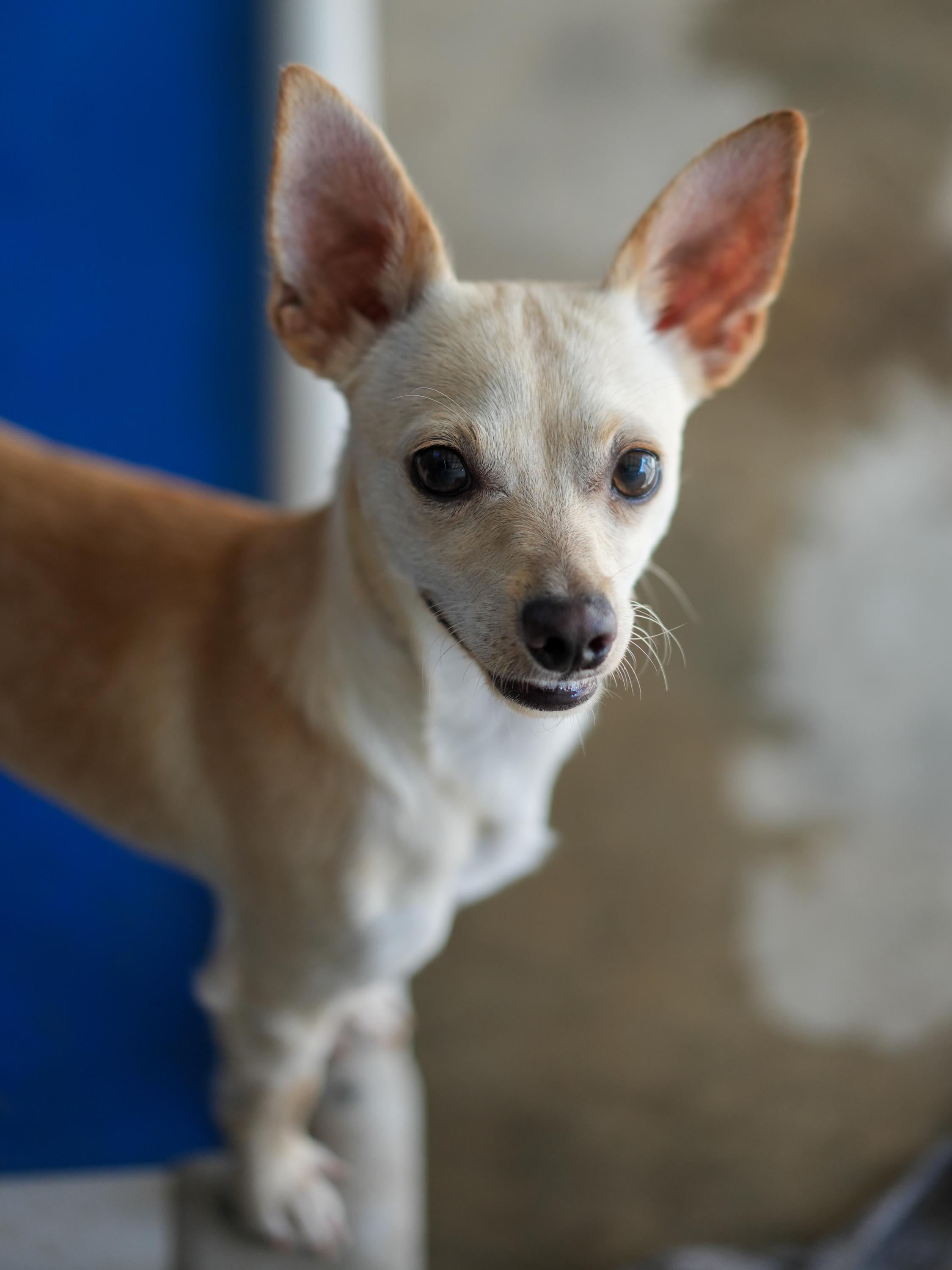 MILO, a Adoptable mixed breed in Fresno, CA image 2/5
