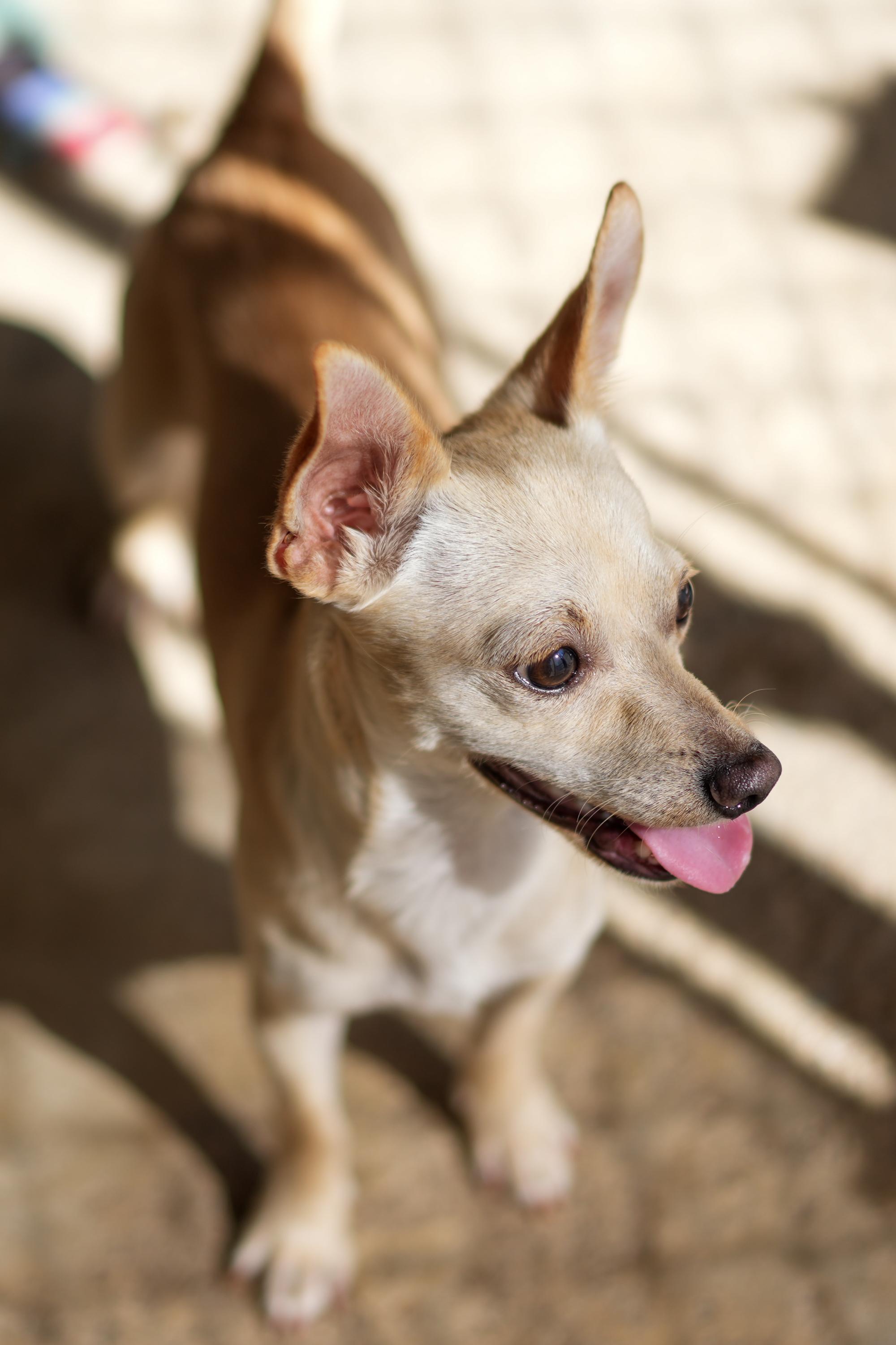 MILO, a Adoptable mixed breed in Fresno, CA image 4/5