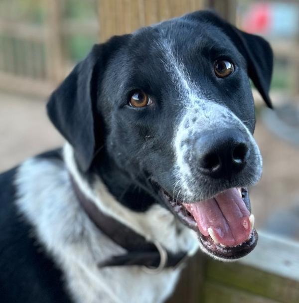 Brody, Adoptable, Young Male Retriever.