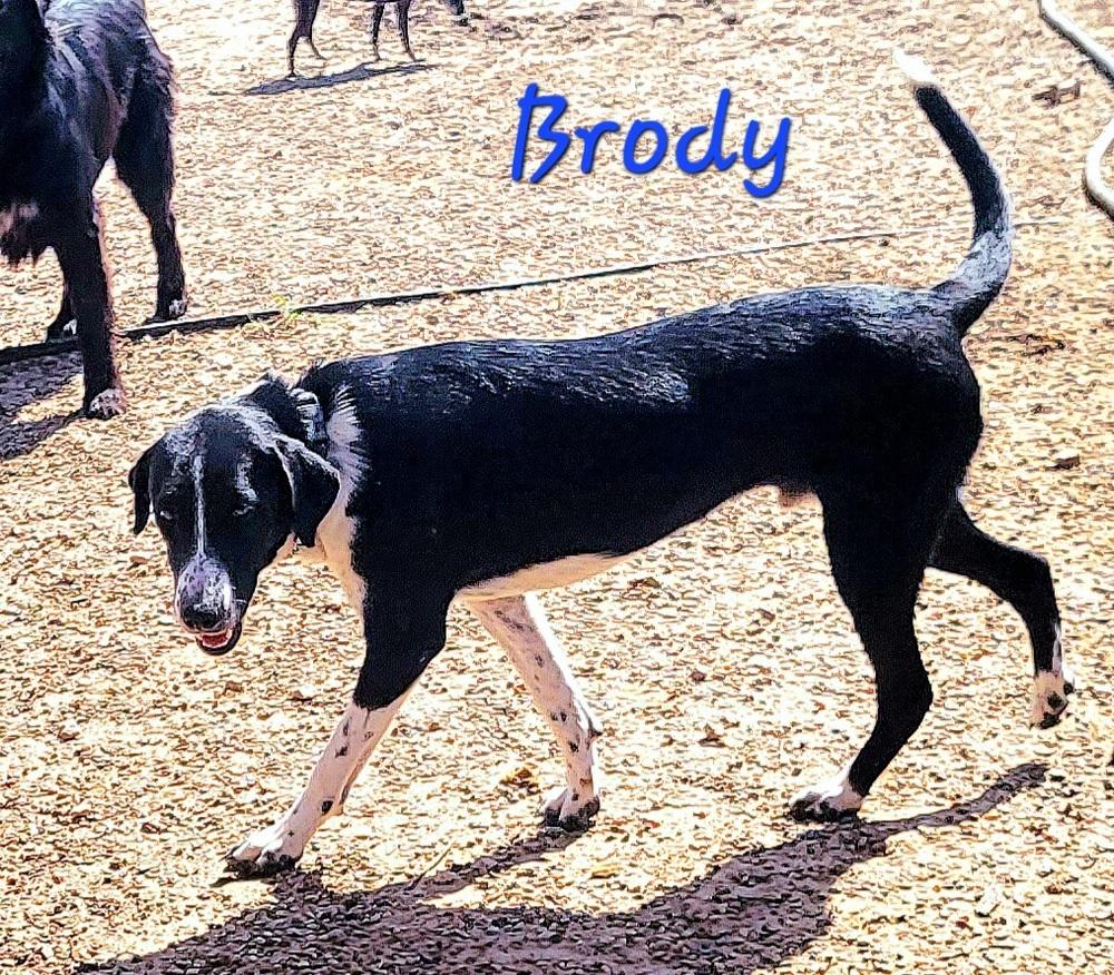 Enlarge Brody, a Adoptable mixed breed in EMORY, TX image 2/3