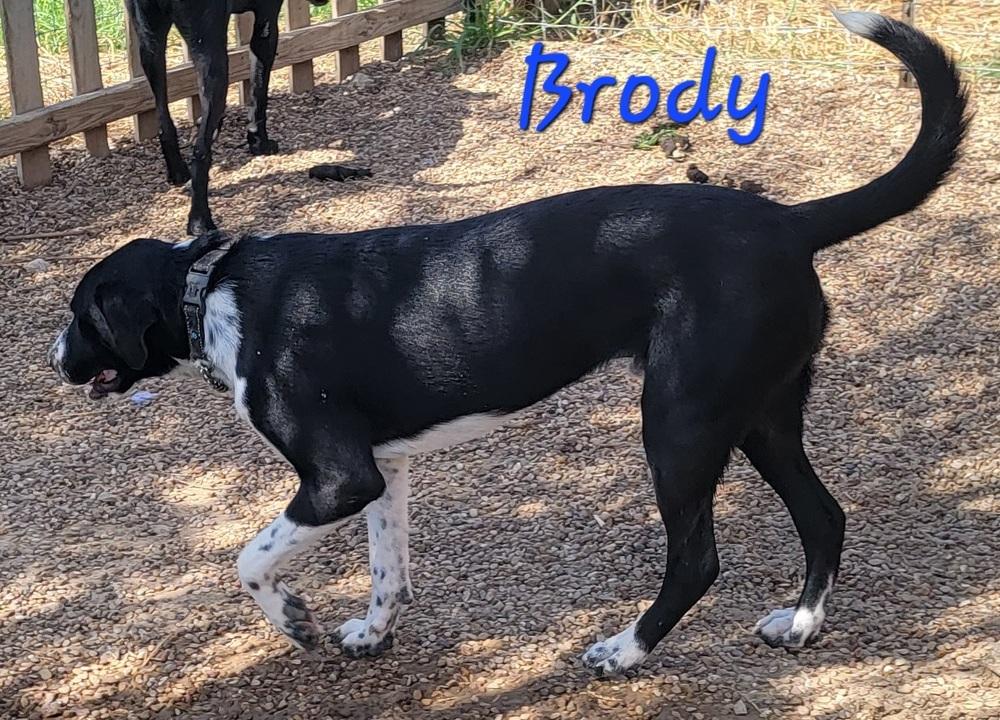 Brody, Adoptable, Young Male Retriever.