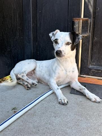 Enlarge FLACO, a Adoptable Terrier in San Martin, CA image 1/1