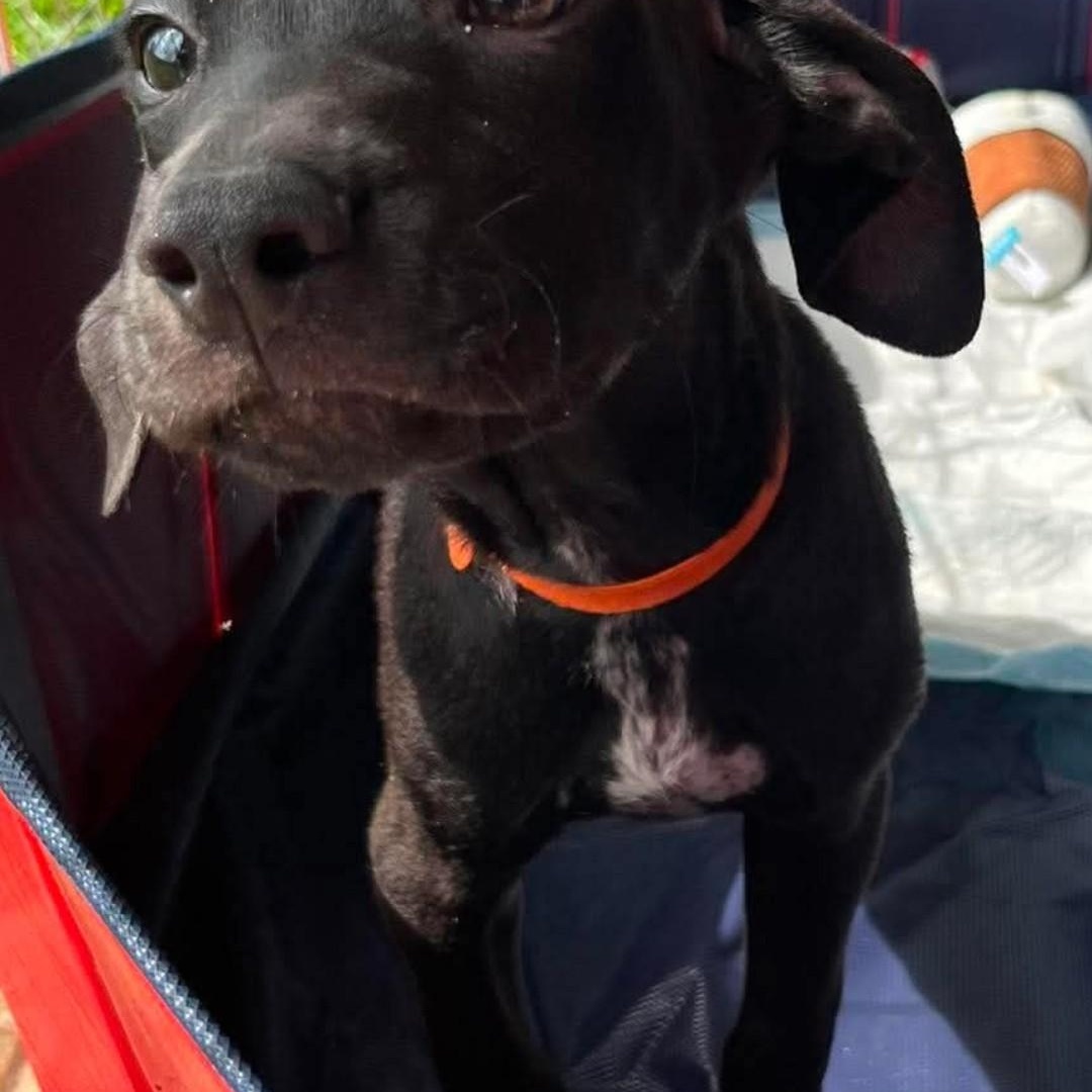 Enlarge MAX, a ADOPTABLE Labrador Retriever in Hampton, VA image 3/4