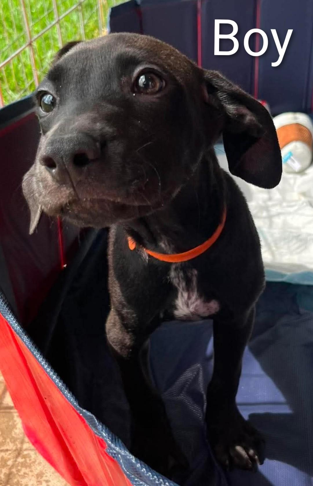 Enlarge Honey 3, a ADOPTABLE Labrador Retriever in Hampton, VA image 1/5