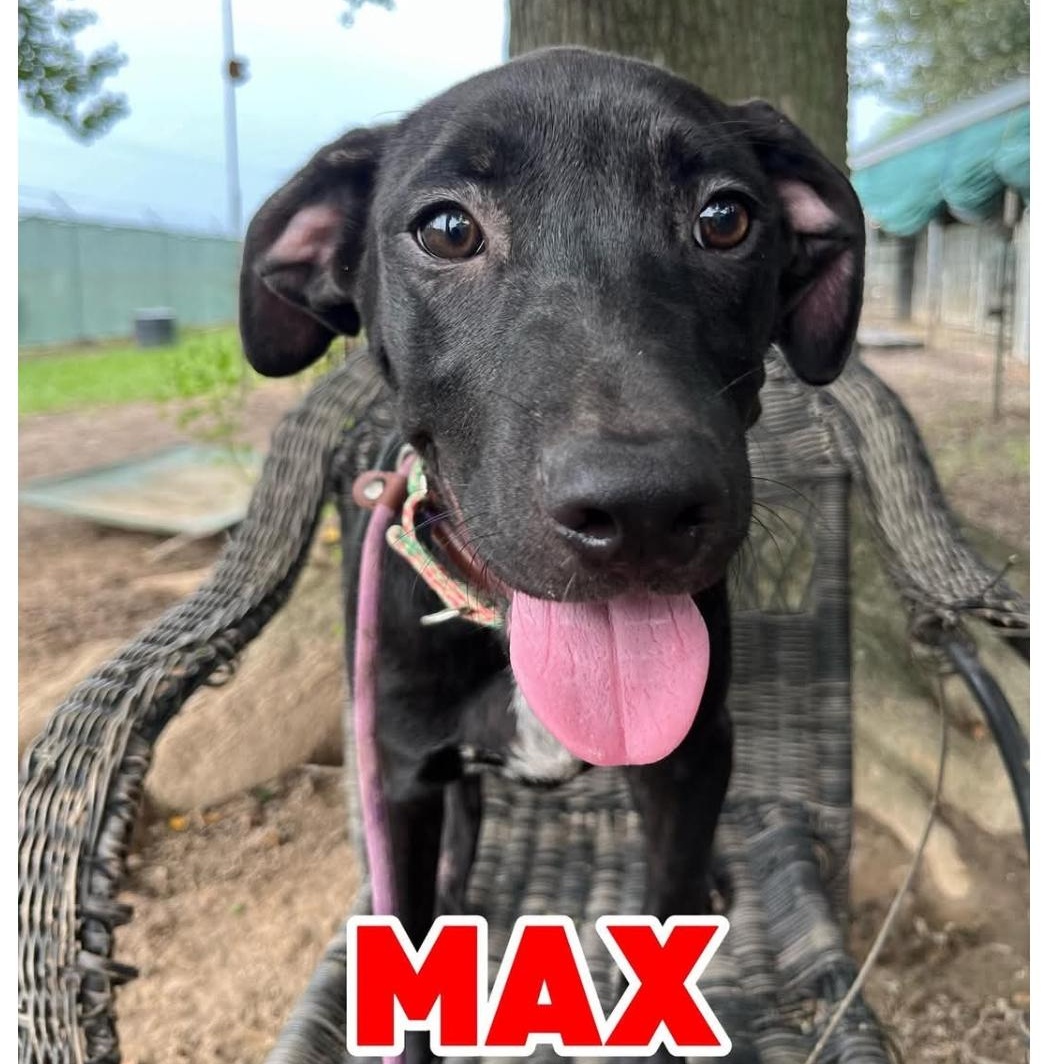 Enlarge MAX, a ADOPTABLE Labrador Retriever in Hampton, VA image 2/4