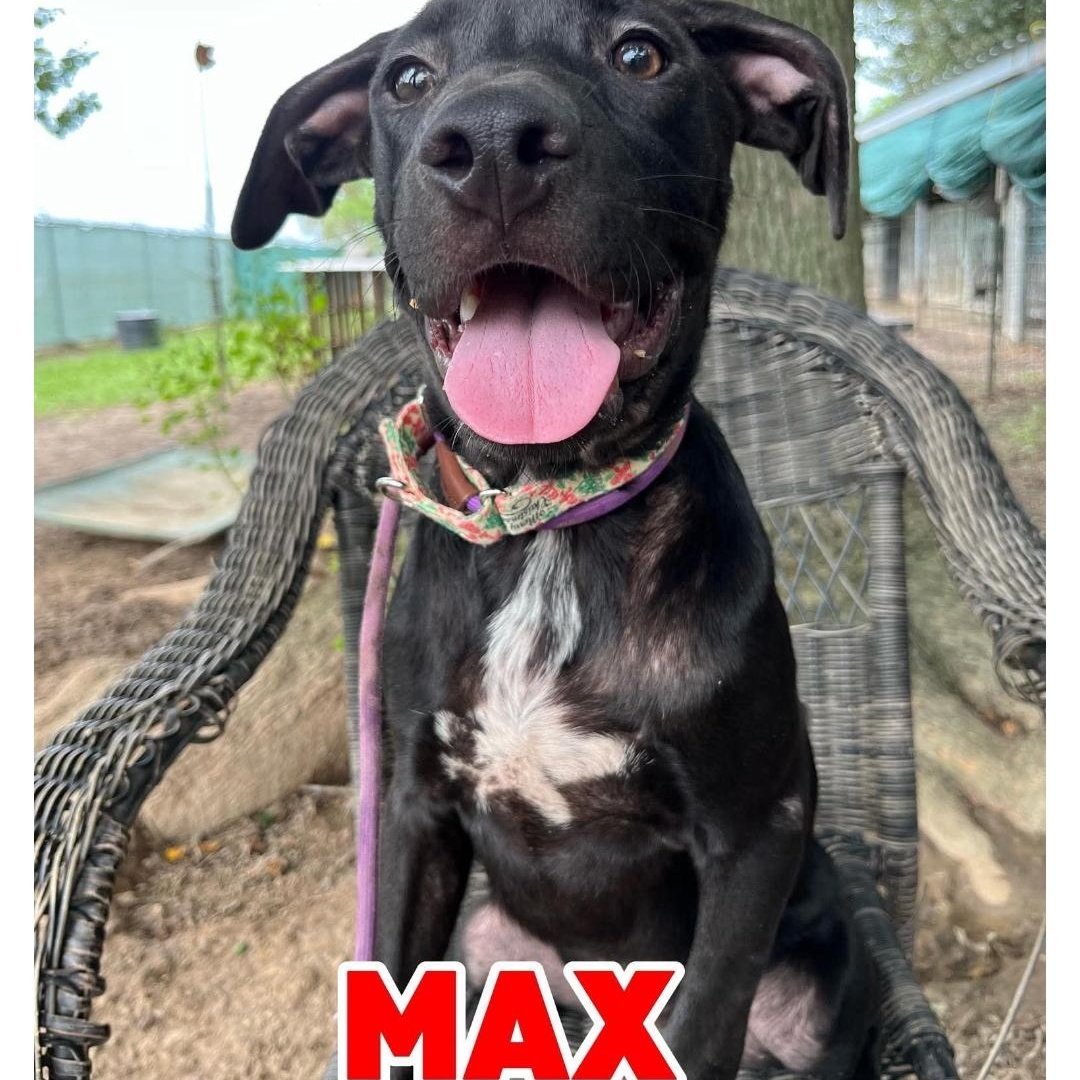 MAX, ADOPTABLE, Young Male Labrador Retriever.