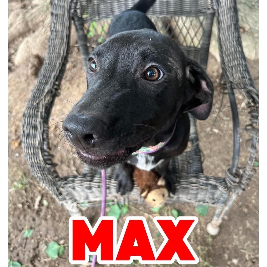 Enlarge MAX, a ADOPTABLE Labrador Retriever in Hampton, VA image 4/4