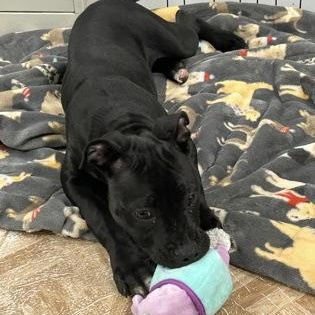 Enlarge Millie, a ADOPTABLE mixed breed in Worcester, MA image 1/1