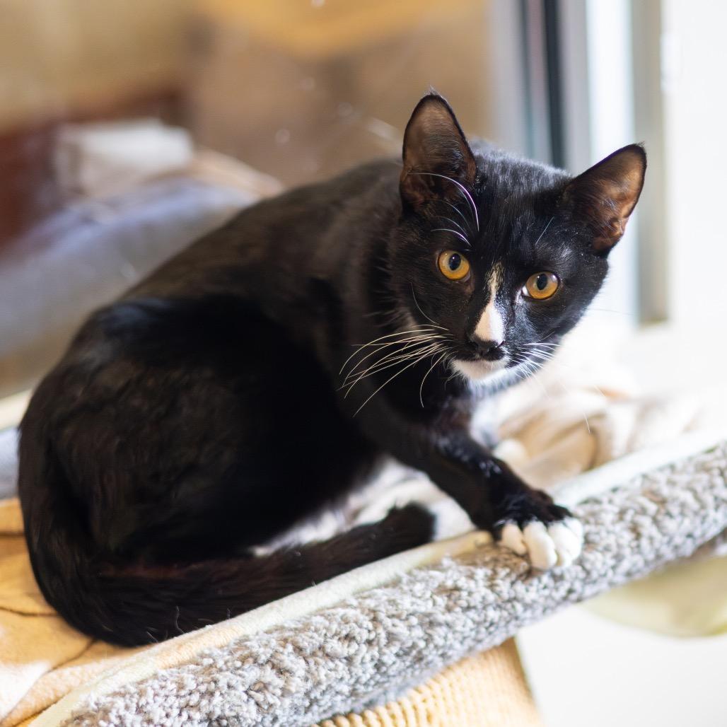 Mr. Mistofeles, a Adoptable Domestic Short Hair in Newark, DE image 1/5