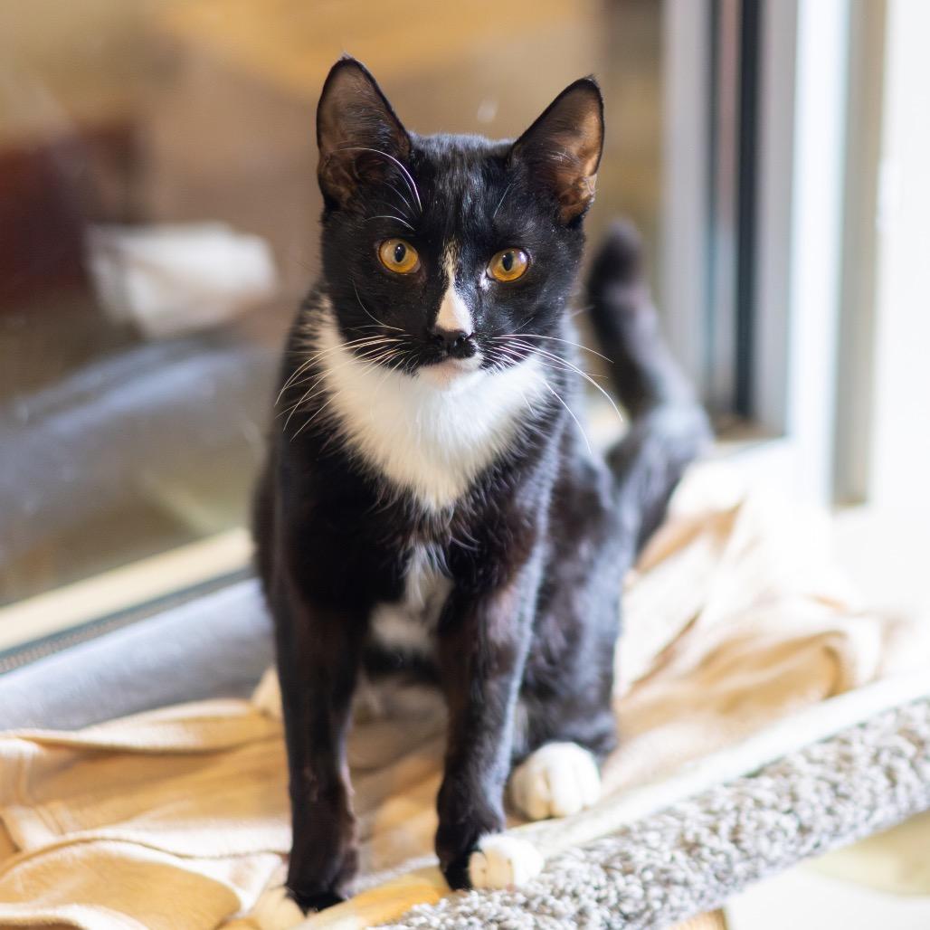 Mr. Mistofeles, a Adoptable Domestic Short Hair in Newark, DE image 2/5