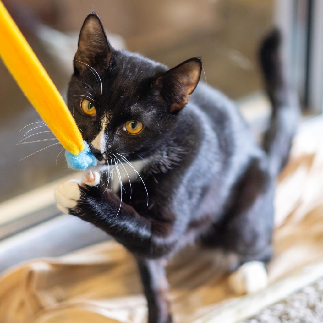 Mr. Mistofeles, a Adoptable Domestic Short Hair in Newark, DE image 3/5