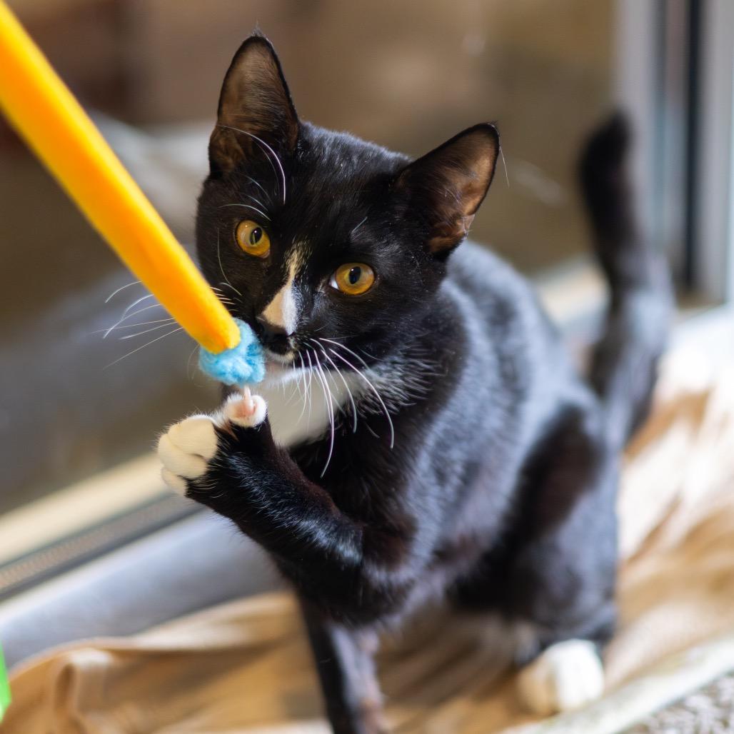 Mr. Mistofeles, a Adoptable Domestic Short Hair in Newark, DE image 4/5