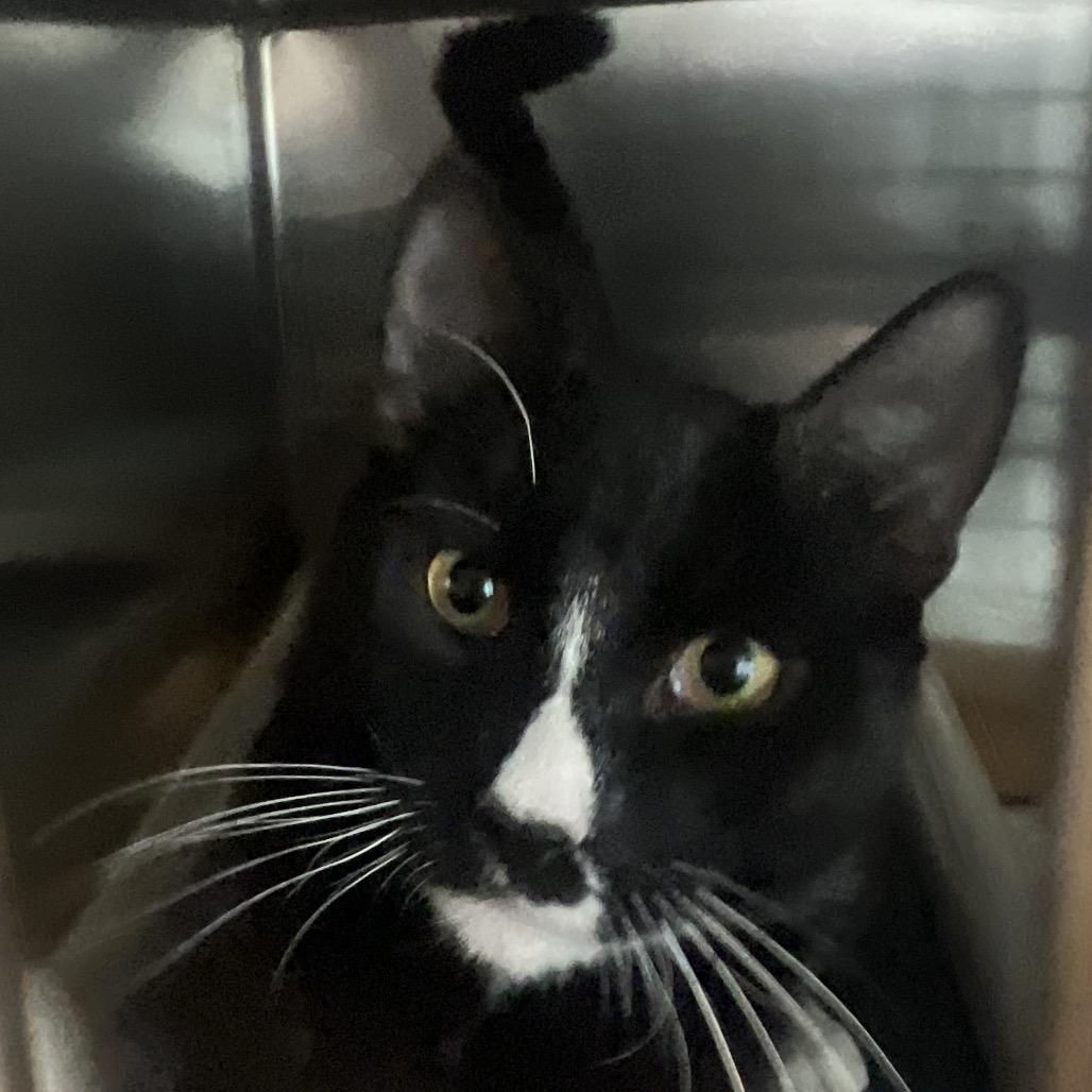 Mr. Mistofeles, a Adoptable Domestic Short Hair in Newark, DE image 5/5