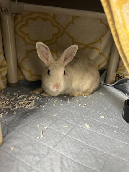 Hakuro, Adoptable, Baby Female Bunny Rabbit.