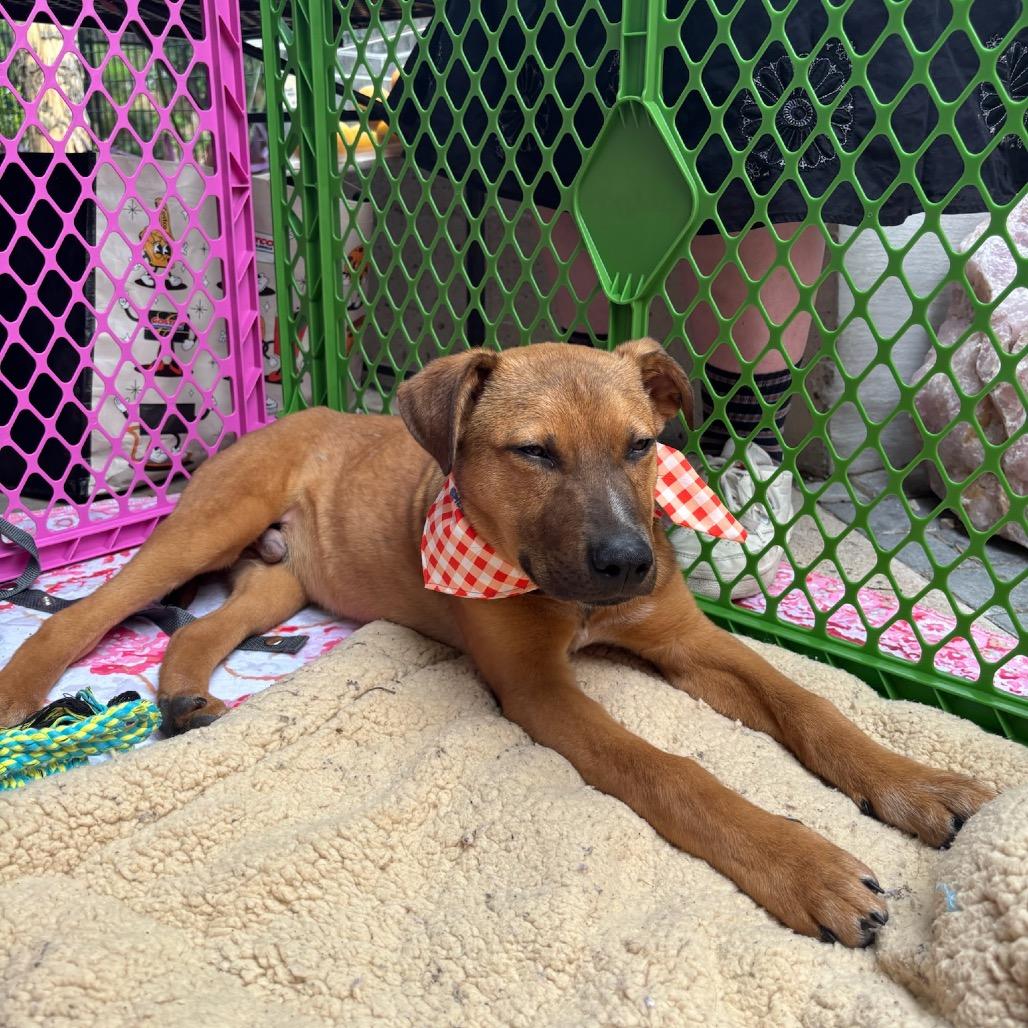Bear, Adoptable, Puppy Male Labrador Retriever.