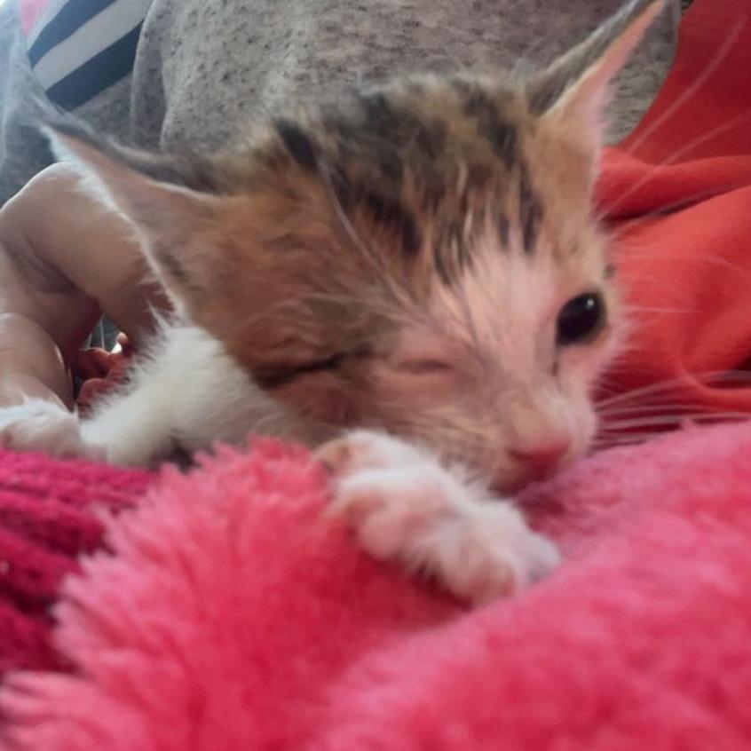 Uno Saveasoul, Adoptable, Adult Female Domestic Short Hair.