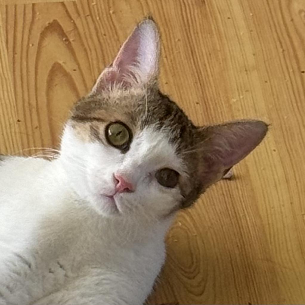Enlarge Uno Saveasoul, a Adoptable Domestic Short Hair in Merrifield, VA image 2/3