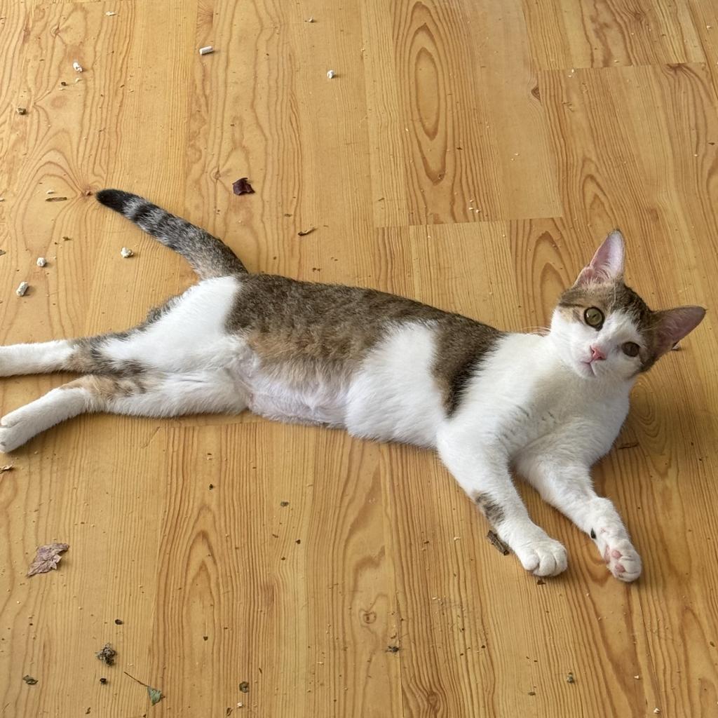 Enlarge Uno Saveasoul, a Adoptable Domestic Short Hair in Merrifield, VA image 3/3