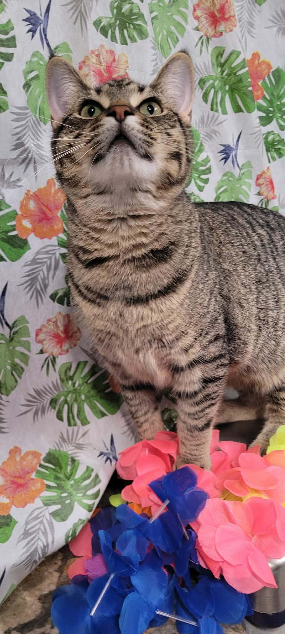 Simba, Adopted, Adult Male Domestic Short Hair.