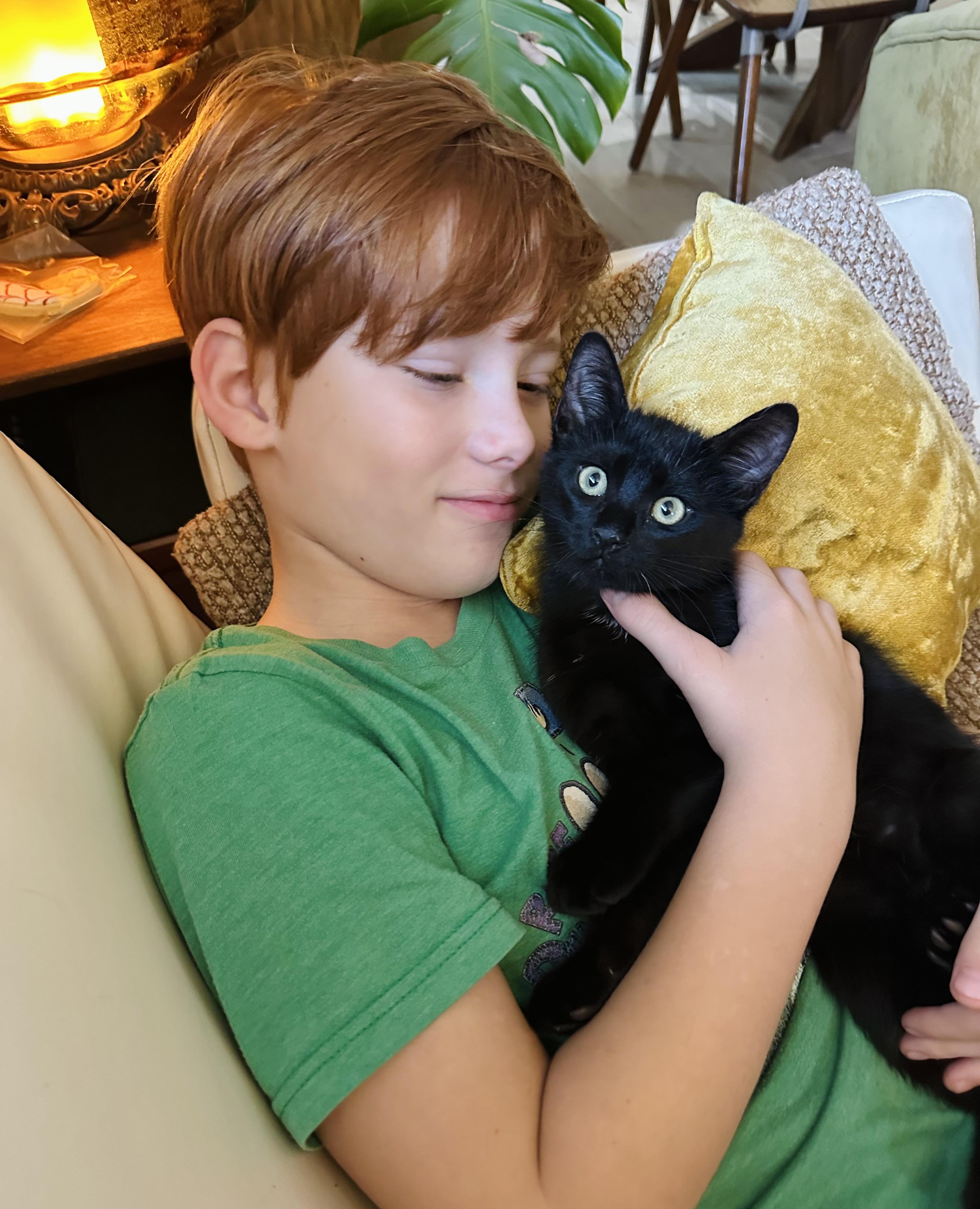 Dax (VIDEO) baby kitten Loves kids & pets , ADOPTABLE, Kitten Male Domestic Short Hair.