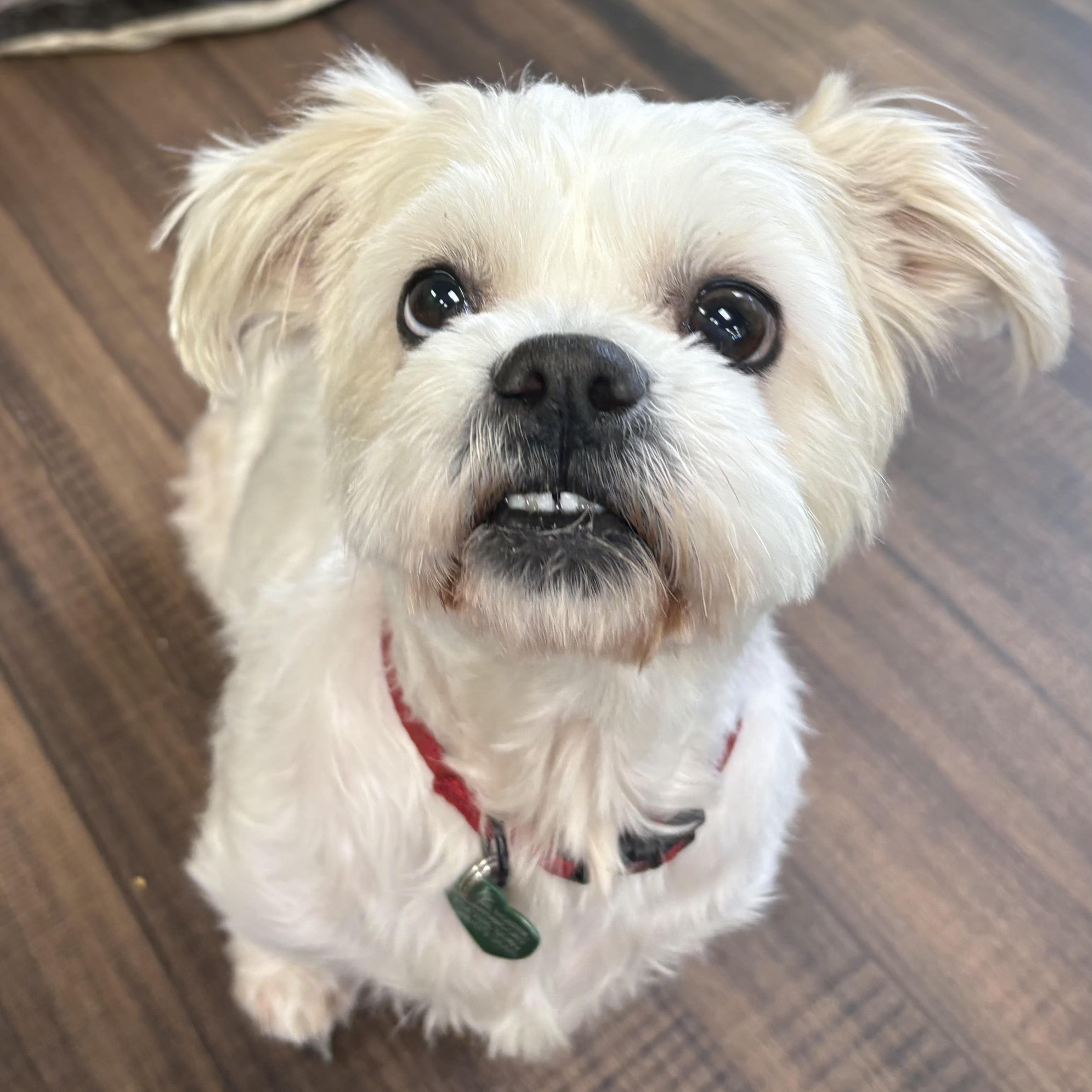 Cali Rose, adopted, Adult Female Cavapoo & Poodle.