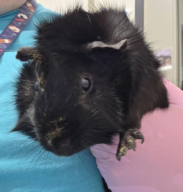 Enlarge Ember, a Adoptable mixed breed in El Cajon, CA image 1/1