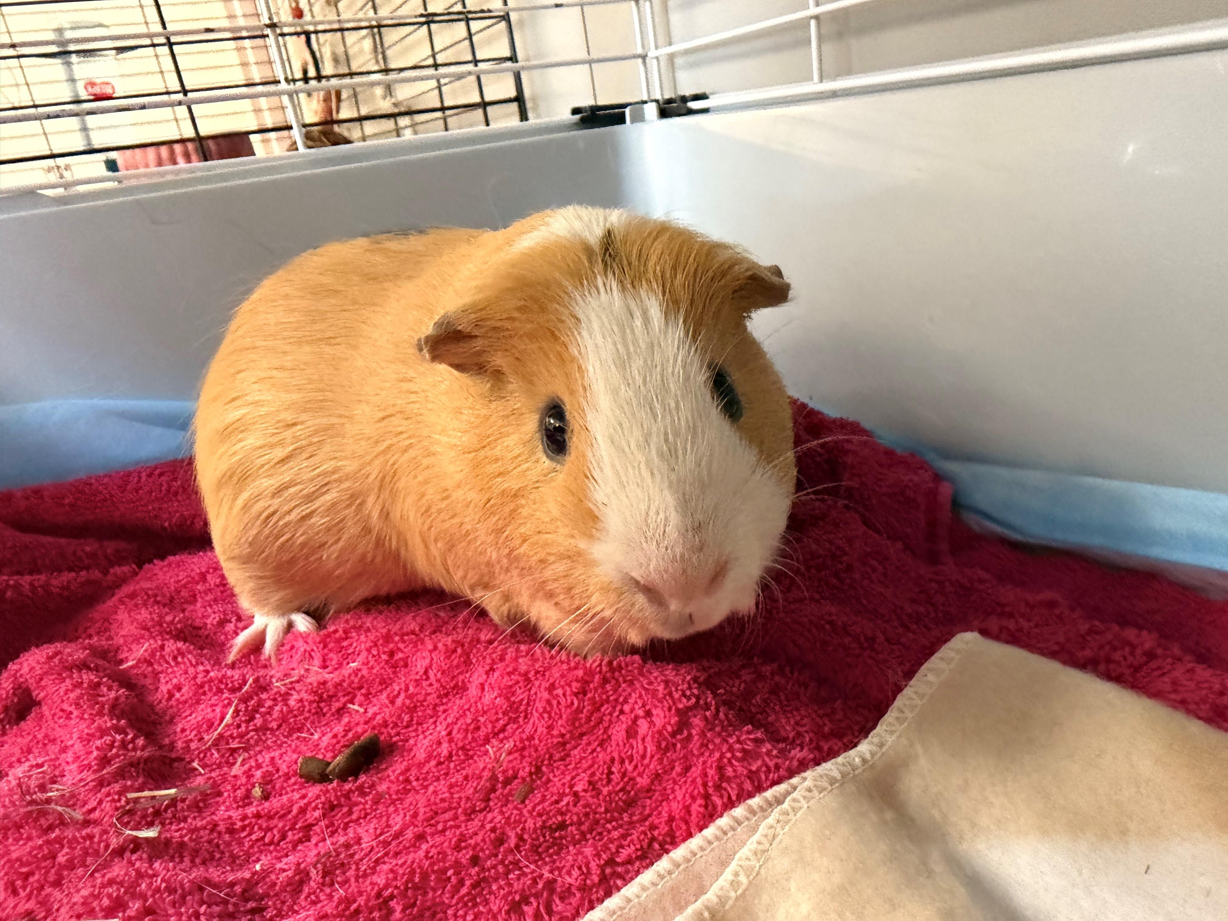 Enlarge Butternut Squash aka Butters, a ADOPTABLE Guinea Pig in Westerly, RI image 1/1