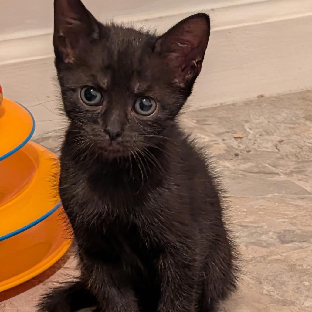 Velvet, a Adoptable Domestic Short Hair in North Port, FL image 2/2