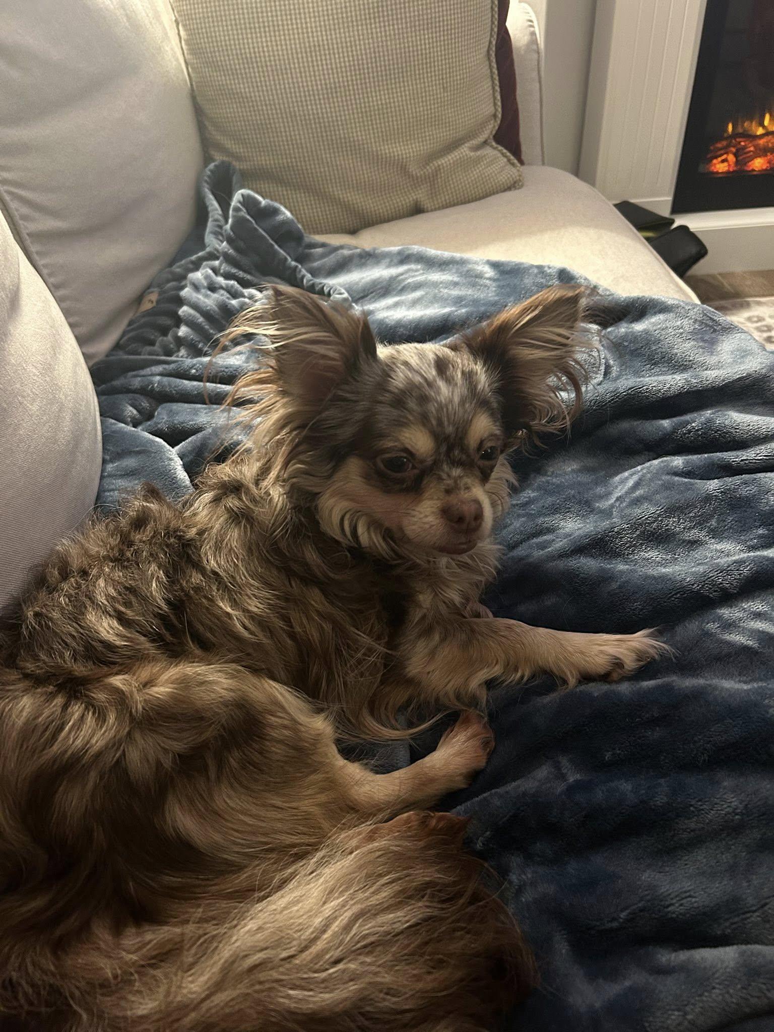 Enlarge Thelma + Louise, a Adoptable mixed breed in Woodstock, ON image 2/5