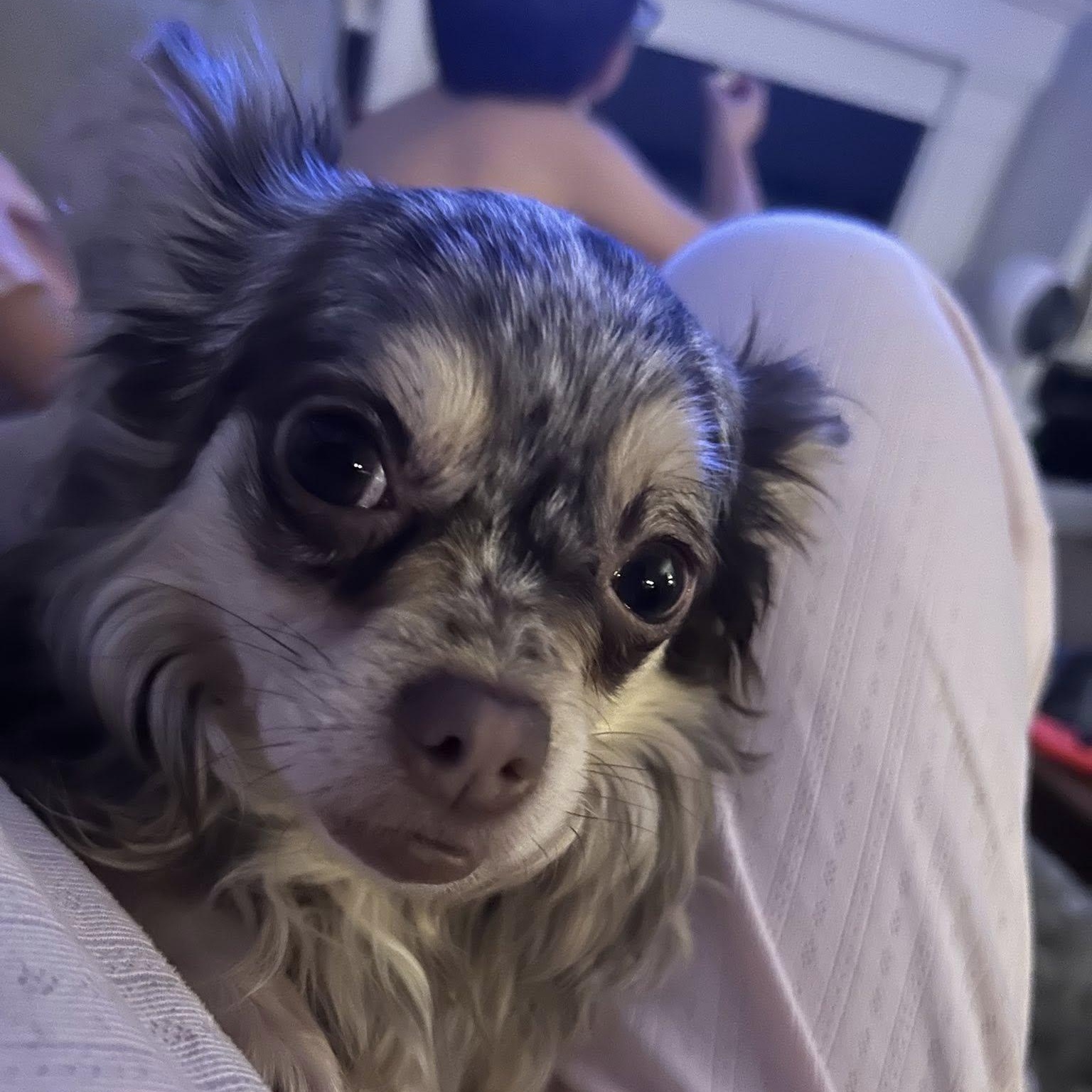 Enlarge Thelma + Louise, a Adoptable mixed breed in Woodstock, ON image 3/5