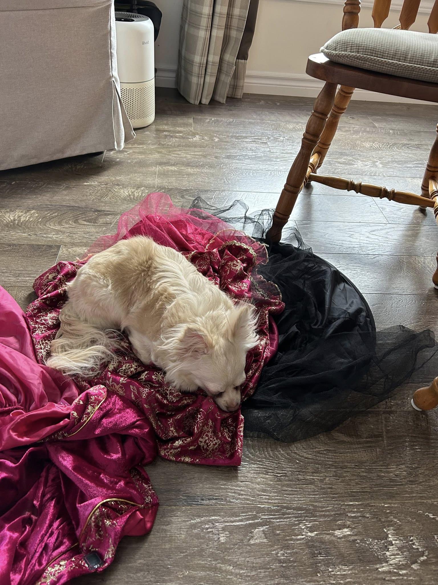 Enlarge Thelma + Louise, a Adoptable mixed breed in Woodstock, ON image 5/5