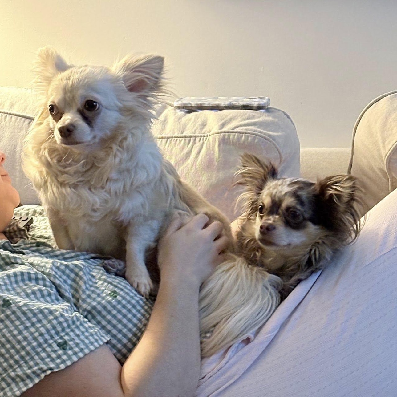 Thelma + Louise, Adoptable, Adult Female Chihuahua.