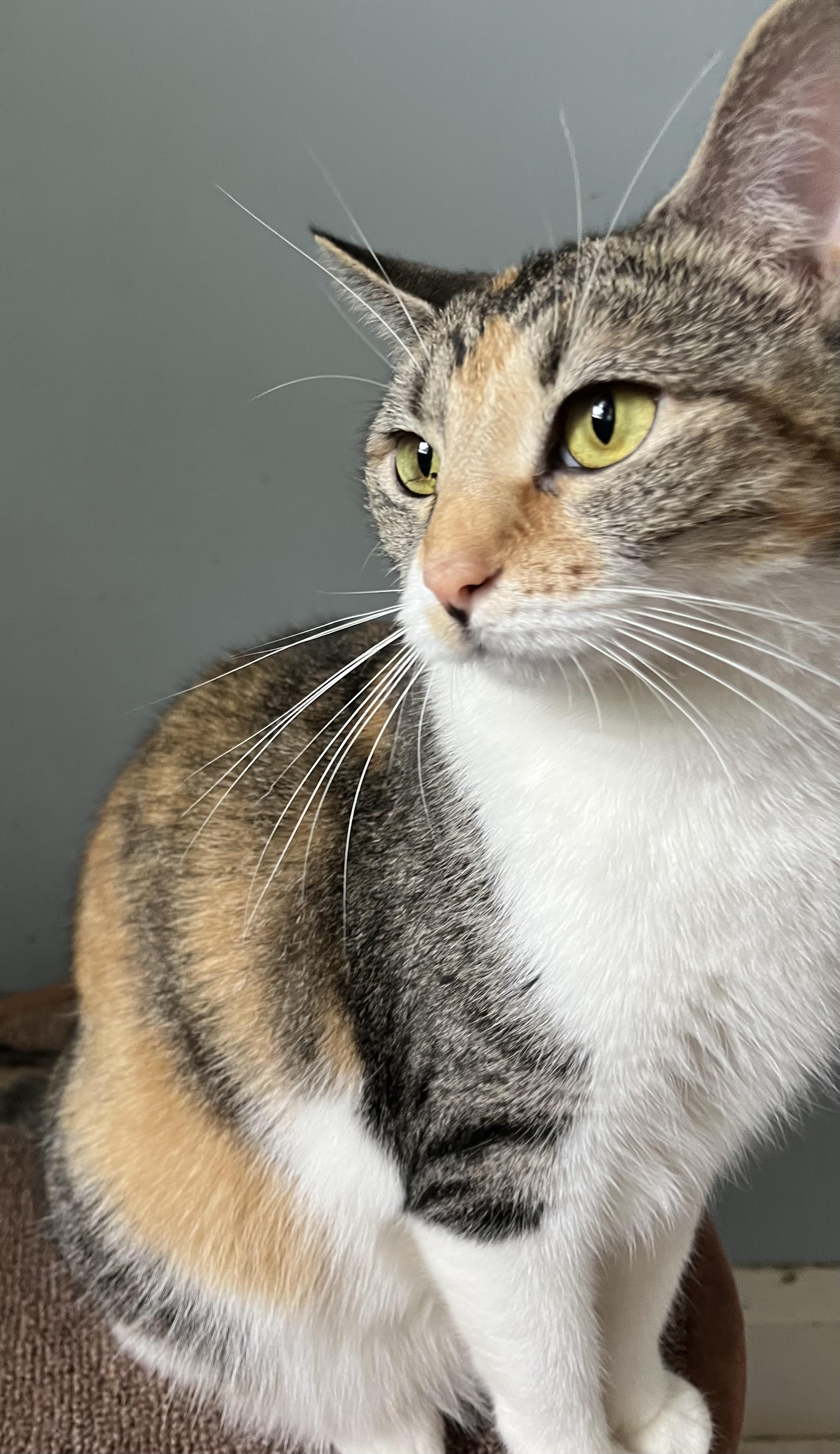 Rebel, Adoptable, Adult Female Domestic Short Hair.