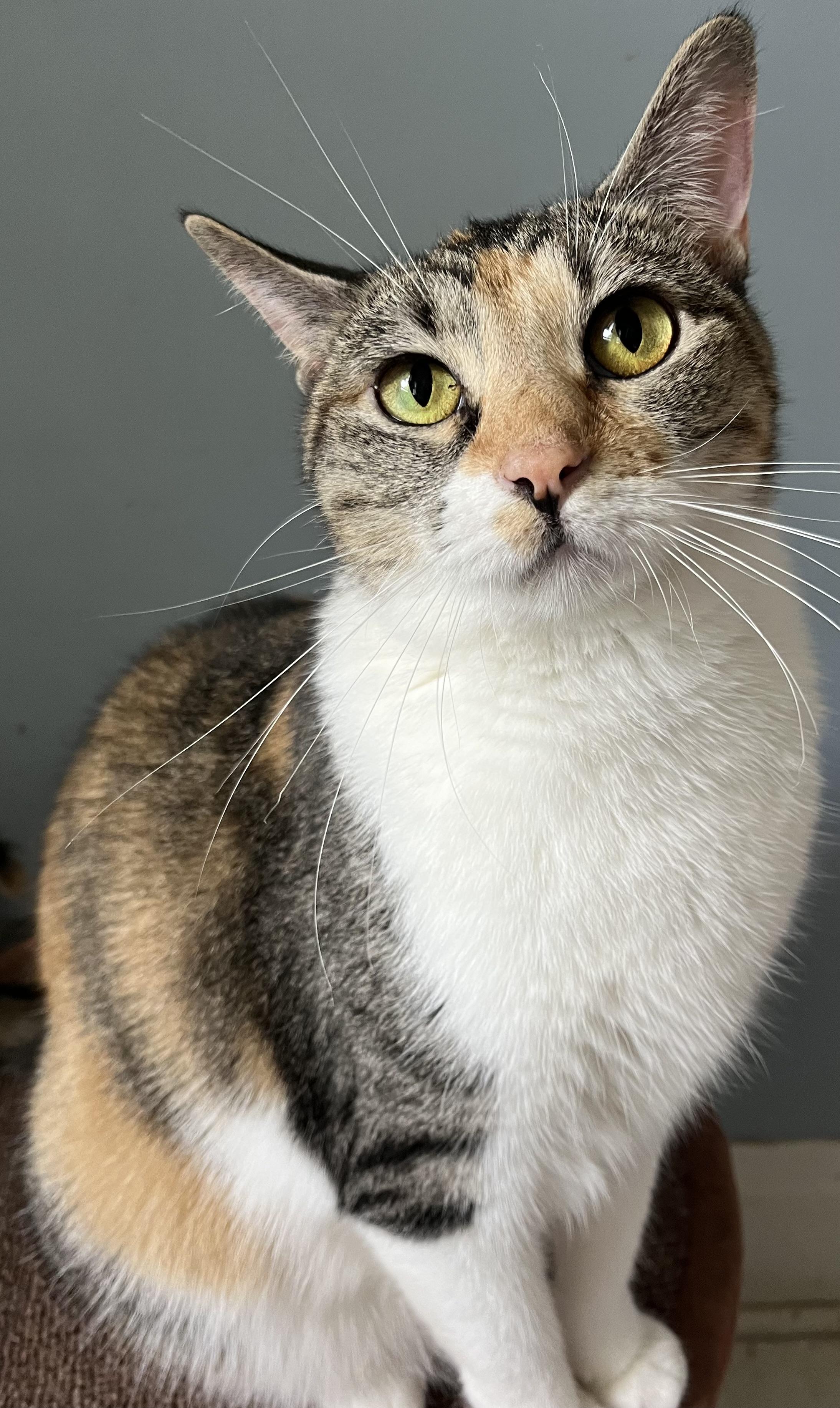 Enlarge Rebel, a Adoptable Domestic Short Hair in Moline, IL image 3/5