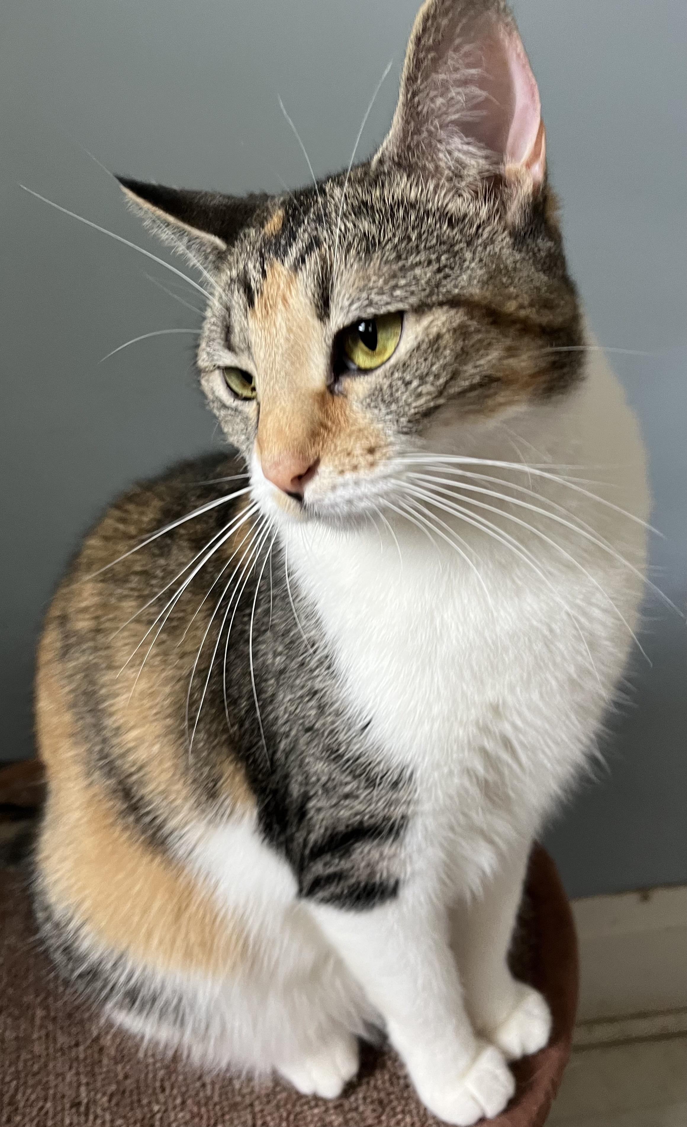 Enlarge Rebel, a Adoptable Domestic Short Hair in Moline, IL image 4/5