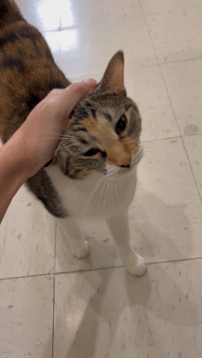 Enlarge Rebel, a Adoptable Domestic Short Hair in Moline, IL video 5/5